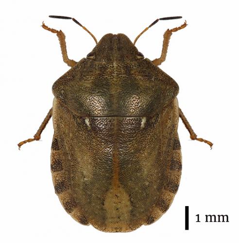 Réf. 183 319 : Eurygaster testudinaria